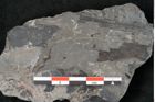 Foto (Detailansicht) von Thinnfeldia lunzensis Ettingshausen (NHMW-GEO-2024-0188-10592)